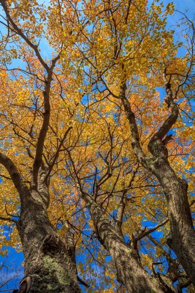 Autumn;Blackwater Falls State Park;Blue;Branches;Brown;Calm;Concepts;Fall;Gold;Healing;Health care;Healthcare;Leaves;Looking up;Nature;Oneness;Pastoral;Pendleton Overlook;Sunlight;Sunshine;Tan;Tree;United States;West Virginia;Yellow;bark;color;landscape;limbs;peaceful;plants;restful;serene;sky;soothing;sunlit;tranquil;tree;tree limbs;trunk;zen