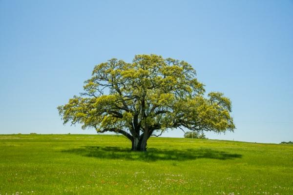 Blue;Branches;Brown;Calm;Concepts;Cool Colors;Cool Palette;Cool Tones;Green;Greens;Healing;Health care;Healthcare;Hill;Leaves;Live Oak;Minimalism;Nature;Oak;Oneness;Pastoral;Seasons;Shadow;Spring;Springtime;Summertime;Sunlight;Sunshine;Texas;Tree;United States;color;dawn;daybreak;field;green;landscape;leaves;limbs;morn;morning;oneness;pasture;peaceful;plants;restful;serene;sky;soothing;sunlit;sunrise;sunup;tranquil;tree;tree limbs;trunk;zen