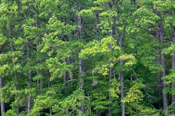 Abstract;Abstraction;Biophilic;Branches;Brown;Calm;Concepts;Cool Colors;Cool Palette;Cool Tones;Forest;Forested;Green;Greens;Healing;Health care;Healthcare;Leaves;Line;Looking up;Minimalism;Natchez Trace State Park;Nature;Oneness;Pastoral;Pine;Pine Needle;Sunlight;Sunshine;Timber;Timberland;Tree;Wood;Woodland;Woods;bark;biophilic design;biophilic interior design;color;landscape;limbs;pattern;peaceful;plants;restful;serene;soothing;sunlit;texture;tranquil;tree;tree limbs;trees;trunk