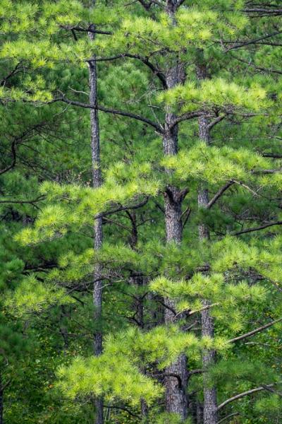 Abstract;Abstraction;Biophilic;Branches;Brown;Calm;Concepts;Cool Colors;Cool Palette;Cool Tones;Forest;Forested;Green;Greens;Healing;Health care;Healthcare;Leaves;Line;Looking up;Minimalism;Natchez Trace State Park;Nature;Oneness;Pastoral;Pine;Pine Needle;Sunlight;Sunshine;Timber;Timberland;Tree;Wood;Woodland;Woods;bark;biophilic design;biophilic interior design;color;landscape;limbs;pattern;peaceful;plants;restful;serene;soothing;sunlit;texture;tranquil;tree;tree limbs;trees;trunk