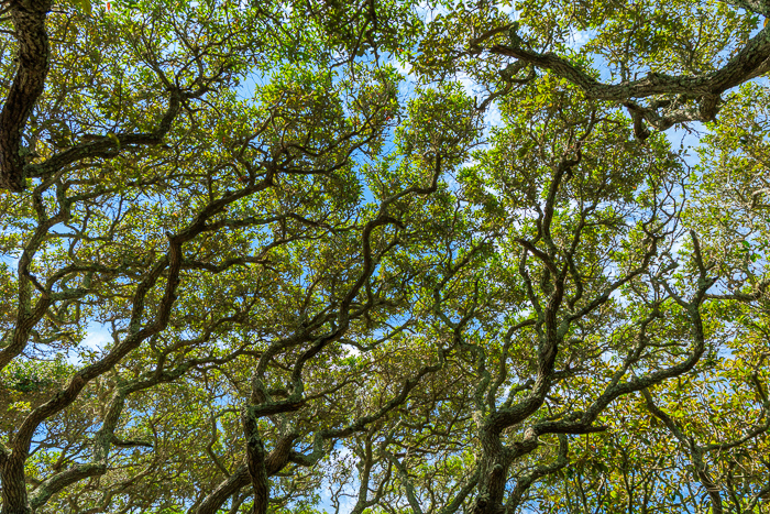 Abstract;Abstraction;Beach;Biophilic;Blossom;Blossoms;Blue;Branches;Brown;Calm;Canopy;Cloud;Clouds;Concepts;Cool Colors;Cool Palette;Cool Tones;Florida;Floweret;Flowering;Flowers;Flowers & Plants;Forest;Green;Greens;Healing;Health care;Healthcare;Leaf;Leaves;Line;Live Oak;Looking up;Minimalism;Nature;Oneness;Pastoral;Quercus geminata;Sand Live Oak;Santa Rosa Beach;Tree;United States;Woods;bark;biophilic design;biophilic interior design;bloom;calming;color;flora;floral;flower;foliage;leaves;limbs;pattern;peaceful;plants;restful;restorative;serene;sky;soothing;texture;tranquil;tree;tree limbs;trees;trunk