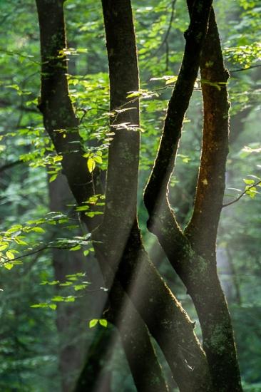 Branches;Brown;Calm;Concepts;Forest;Forested;God Rays;Gold;Great Smoky Mountains;Habitat;Healing;Health care;Healthcare;Minimalism;Nature;Nature Conservancy;Oneness;Pastoral;Pure;Sun rays;Sunbeam;Sunlight;Sunshine;Tan;Tapoco;Tennessee;Timber;Timberland;Tree;United States;Wood;Woodland;Woodlands;Woods;bark;dawn;daybreak;green;leaves;limbs;morn;morning;oneness;peaceful;plants;restful;serene;soothing;sunlit;sunrise;sunup;tranquil;tree limbs;trees;trunk;waterfall;zen