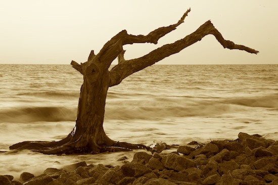 Bark;Beach;Beaches;Branch;Branches;close of day;Contour;Drift;driftwood;dusk;evening;eventide;Form;Georgia;Herbaceous;Jekyll Island;last Light;Ocean;Outline;Plant;Profile;Sea;seafoam;Sepia;Shadow;Shape;Shore;Shoreline;Silhouette;Sky;sun;sunset;Tree;Tree Trunk;Trees;Trunk;Water;Waves;whitewater