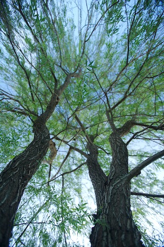 Bark;botanical;botanicals;botany;Branch;Branches;buds;close up;clouds;flora;Green;greenery;herb;Herbaceous;herbage;Plant;plant;plants;shrub;Sky;Spring;Tree;Tree Trunk;Trees;Trunk;vegetation;weeping;willow