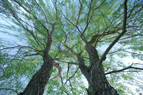 Bark;botanical;botanicals;botany;Branch;Branches;buds;close up;clouds;flora;Green;greenery;herb;Herbaceous;herbage;Plant;plant;plants;shrub;Sky;Spring;Tree;Tree Trunk;Trees;Trunk;vegetation;weeping;willow