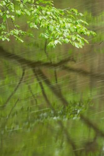 Streamlet;Trees;Rivulet;Leaf;Trunk;Leaves;Rachel;Leafy;Reflection;Plant;Creek;Brook;Green;Branches;Stream;Branch;Shrub;Vein;Woodland;Foliage;Herbaceous;Bush;Tree Trunk;bark;Reflections