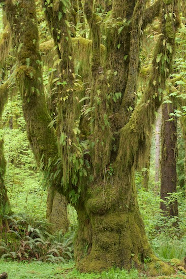Forest;Green;Plants;Trees;Woodland