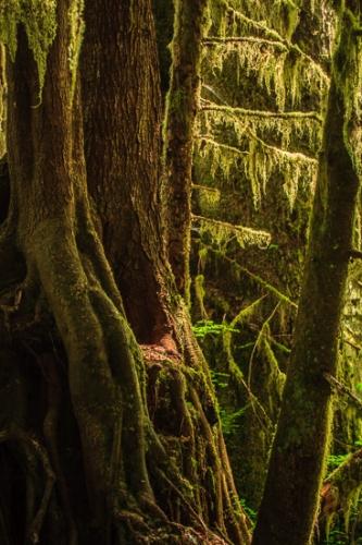 Forest;Habitat;Tree;Woodland;plants;trees
