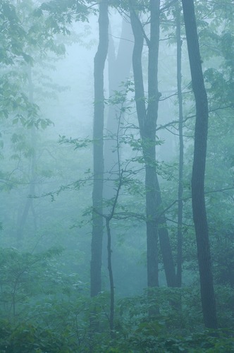Aqua;Bark;Branch;Branches;Bush;Fog;Foggy;Forest;Haze;Herbaceous;Leafy;Mist;Misty;Obscured;Plant;Shrub;Teal;Timber;Timberland;Tree Trunk;Trees;Trunk;Wood;Woodland;Woods