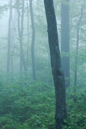 Aqua;Bark;Branch;Branches;Bush;Fog;Foggy;Forest;Gray;Green;Haze;Herbaceous;Leafy;Mist;Misty;Obscured;Plant;Shrub;Timber;Timberland;Tree Trunk;Trees;Trunk;Wood;Woodland;Woodlands;Woods