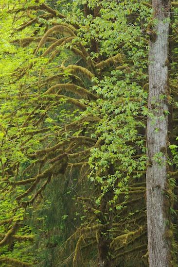 Bark;Boreal;Botanical;Bush;Ferns;Forest;Humid;Leaf;Leaves;Luxuriant;Moss;Natural;Nature;Olympic National Park;Outdoors;Plants;Rain forest;Rainforest;Temperate;Timberland;Trees;Tropical;Washington;Weather;Wet;Woodland;Woods