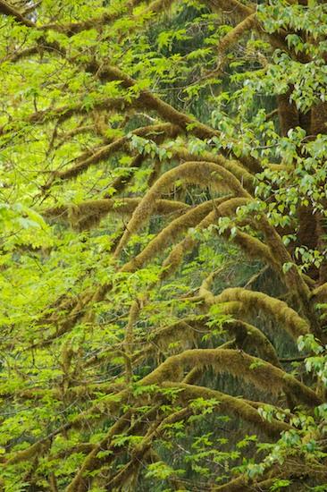 Bark;Boreal;Botanical;Bush;Ferns;Forest;Humid;Leaf;Leaves;Luxuriant;Moss;Natural;Nature;Outdoors;Plants;Rain forest;Rainforest;Temperate;Timberland;Trees;Tropical;Weather;Wet;Woodland;Woods;Abstract