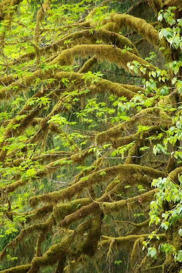 Bark;Boreal;Botanical;Bush;Ferns;Forest;Humid;Leaf;Leaves;Luxuriant;Moss;Natural;Nature;Outdoors;Plants;Rain forest;Rainforest;Temperate;Timberland;Trees;Tropical;Weather;Wet;Woodland;Woods;Abstract