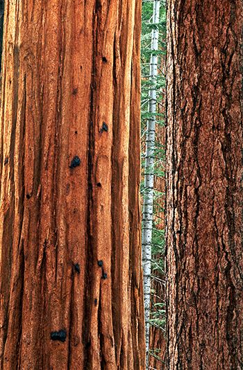 Plant;Trunk;Bark;Leafy;Branches;Branch;Woodland;Herbaceous;Shrub;Bush;Trees;Tree Trunk;Wood;Woods;Timber;Timberland;Forest;Textures;Shapes;Patterns;Abstractions;Abstract