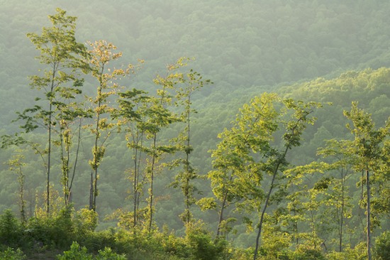 Bark;Branch;Branches;Cumberland Mountains;Green;Herbaceous;Mountain;Mountain Top;Mountainous;Mountains;Norma;Northern Cumberlands;Peak;Pinnacle;Plant;Precipice;Range;Summit;Sundquist Wildlife Management Area;Tennessee;Tree;Tree Trunk;Trees;Trunk