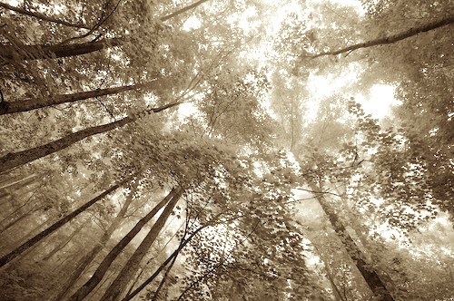 Forest;Norma;Northern Cumberlands;Sundquist Wildlife Management Area;Tennessee;Timber;Timberland;Wood;Woodland;Woodlands;Woods