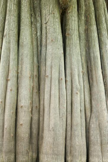 Abstract;Abstractions;Bark;Bottomland;Branch;Branches;Delta;Flood;Gray;Plain;Forest;Hardwood;Herbaceous;Low Lying;Msrap;Patterns;Plant;Shapes;Textures;Tree;Tan;Tree Trunk;Trees;Trunk