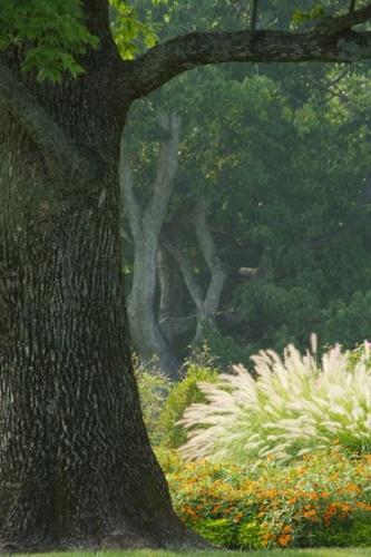 Flowers;garden;Pistil;botany;Trees;Tree Trunk;Botanical;Blossoms;Floweret;Vegetation;herb;greenery;Green;shrub;Petal;Woodland;Plant;Floret;Blossom;Petals;flora;Flower;Bloom;Branches;Botanicals;Leafy;plant;plants;shadow;Bush;herbage;Bark;Shrub;Stamen;Trunk;Herbaceous;Branch