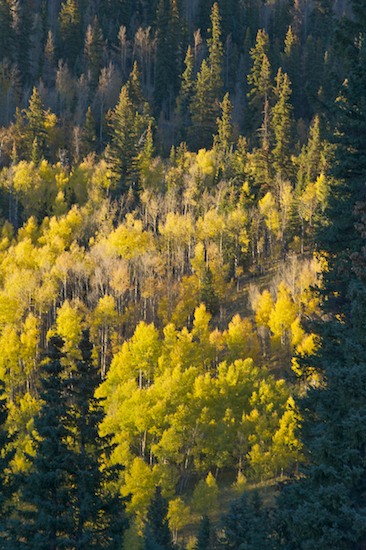 Autumn;Bark;Blue;Branch;Branches;Bush;Colorado;Fall;Foliage;Forest;Green;Herbaceous;Leaf;Leafy;Leaves;Plant;Shrub;Silver Thread Scenic Byway;South Fork;Timber;Timberland;Tree Trunk;Trees;Trunk;Vein;Wood;Woodland;Woods;Yellow