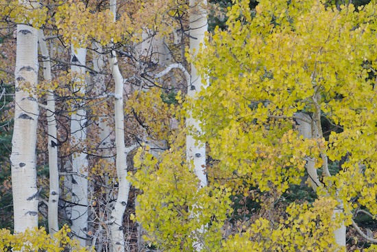 Bark;Branch;Branches;Bush;Foliage;Herbaceous;Leaf;Leafy;Leaves;Plant;Shrub;Tree Trunk;Trees;Trunk;Vein;Woodland;Yellow