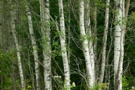 Bark;Branch;Branches;Bridgewater;Bush;Forest;Herbaceous;Leafy;Maine;Plant;Shrub;