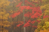 Autumn;Bark;Branch;Branches;Bush;Caryville;Cumberland-Plateau;Fall;Fog;Foggy;Fol