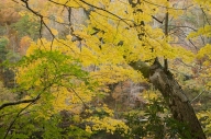Autumn;Bark;Big-South-Fork-National-Recreation-Area;Branch;Branches;Fall;Foliage
