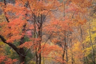 Autumn;Bark;Branch;Branches;Cloudland-Canyon;Fall;Forest;Georgia;Gold;Herbaceous