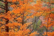 Leaves;Forest;Orange;Fall-Scenes;Fall;Foliage;Woodlands;Trees;Autumn;Yellow;Brow