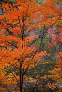 Leafy;tree;trunk;Leaves;branches;Red;Leaf;Brown;Foliage;Autumn;Forest;limb;tree-