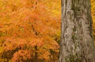Autumn;Bark;Branch;Branches;Fall;Foliage;Forest;Gold;Gray;Herbaceous;Leaf;Leafy;