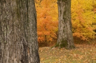 Autumn;Bark;Branch;Branches;Fall;Foliage;Forest;Gold;Gray;Herbaceous;Leaf;Leafy;