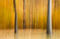 Abstract;Abstractions;Autumn;Brown;Fall;Forest;Gold;Gray;Patterns;Shapes;Texture