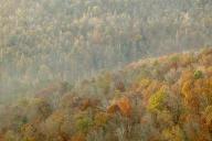 Leaves;Forest;Fall-Scenes;Trees;Valley;Fog;Mist;Cumberland-Plateau;Leaf;Leafy;Pl