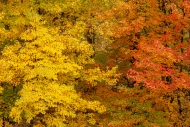 Abstract;Abstraction;Autumn;Botanical;Branches;Brown;Calm;Fall;Forest;Forested;G