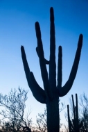 Arid;Arizona;Cacti;Cactus;Carnegiea-gigantea;Contour;Dry;Dusk;Form;Image-type;Ou