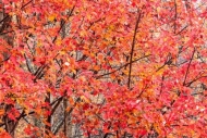 Abstract;Abstraction;Autumn;Branches;Calm;Couchville-Cedar-Glade-State-Natural-A