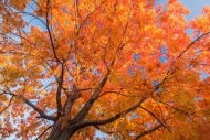 Autumn;Blue;Blues;Branches;Cool-Colors;Cool-Palette;Cool-Tones;Fall;Herbaceous;M