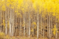 Forest;trunk;branches;branch;Outdoor;Silver-Thread-Scenic-Byway;Colorado;White;S