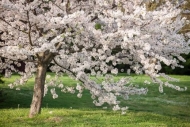 Blossom;Blossoms;Branches;Calm;Cherry-Blossom;Floweret;Flowering;Flowers;Healing