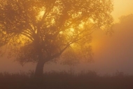 Brown;trunk;Sunlight;mist;Sunrays;tree-limbs;haze;tree;Sunbeams;fog;tree-trunk;S