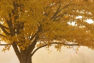 Foliage;Yellow;limb;Leaf;leaves;Fall;branch;branches;Leaves;Autumn;Gold;Maple-le