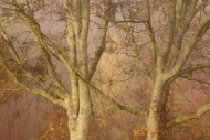 branches;trunk;Yellow;Autumn;tree-limbs;misty;foggy;Fall;limb;Tan;branch;Gold;mi