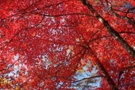 Maple;Looking-up;Alabama;branch;trunk;Red;trees;Brown;Fall;Autumn;Maple-leaves;l
