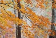 Fall;Gray;Green;Red;tree-limbs;Alabama;Little-River-Canyon-National-Preserve;bra