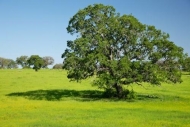 Green;Blue;Texas-Hill-Country;branches;Texas;grass;pasture;tree;tree-limbs;Field