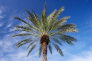 Florida;Tan;Palm;Brown;Green;Blue;palm-tree;tropical;tree;palm;sky;looking-up