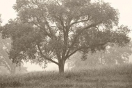 branches;Black-and-White;Fields;Sepia;Summer;Grass;tree;Summertime;tree-trunk;Fi