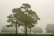 Branches;Calm;Fields;Fog;Healing;Health-care;Healthcare;Image-type;Minimalism;Mi