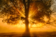 Branches;Brown;Calm;Fog;God-Rays;Gold;Healing;Health-care;Healthcare;Image-type;